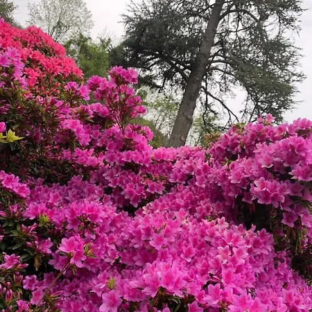 Giardini Magnolia * Belgirate