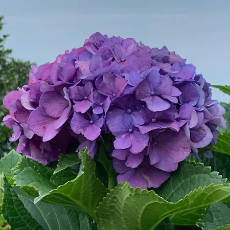 Giardini Magnolia * בלגירטה