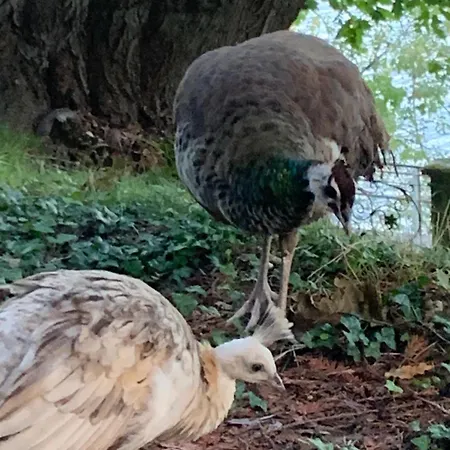 Apartman Giardini Magnolia