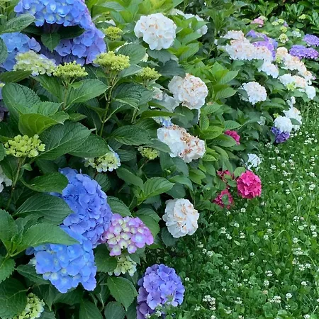 Giardini Magnolia דירה בלגירטה