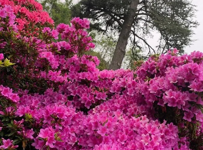 Giardini Magnolia * Belgirate